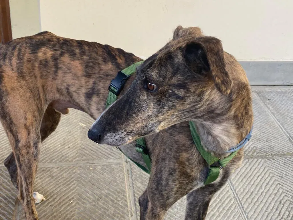 18da2dd7 c7e5 44e2 9245 e5964794b956