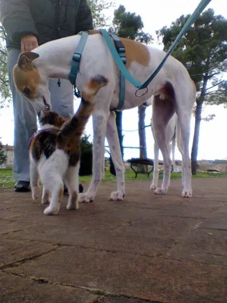 1907498 848134528603737 7726414809086772034 n