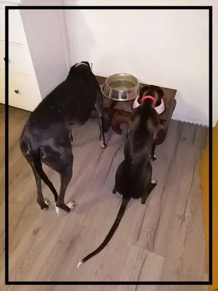 1910508 944838728933316 3600526088905749679 n