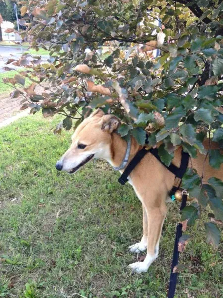 1914105 575319652639084 3972759252253178476 n