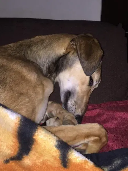 1914723 10209180445052270 7604619203814120389 n