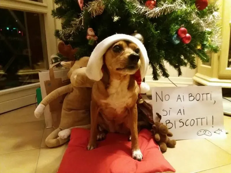 1914922 10207079522619687 8421908607593216563 n