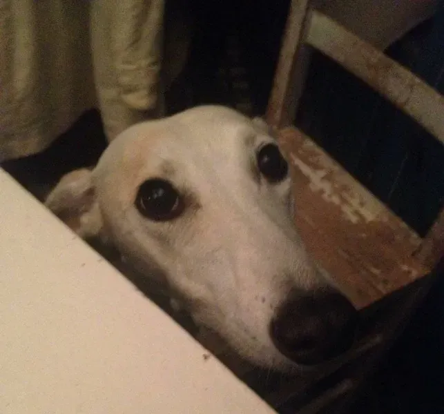 1915865 10209330494808213 4610526719203774962 n