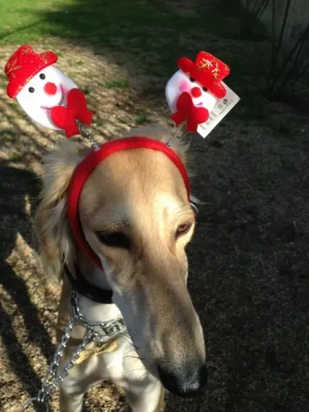 1918291 10207284228416754 2095913749705691114 n