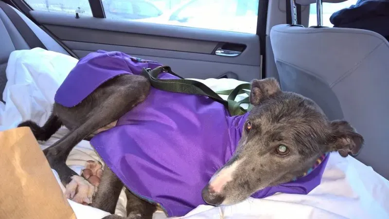 1918364 1232769826752099 8108401063675977706 n