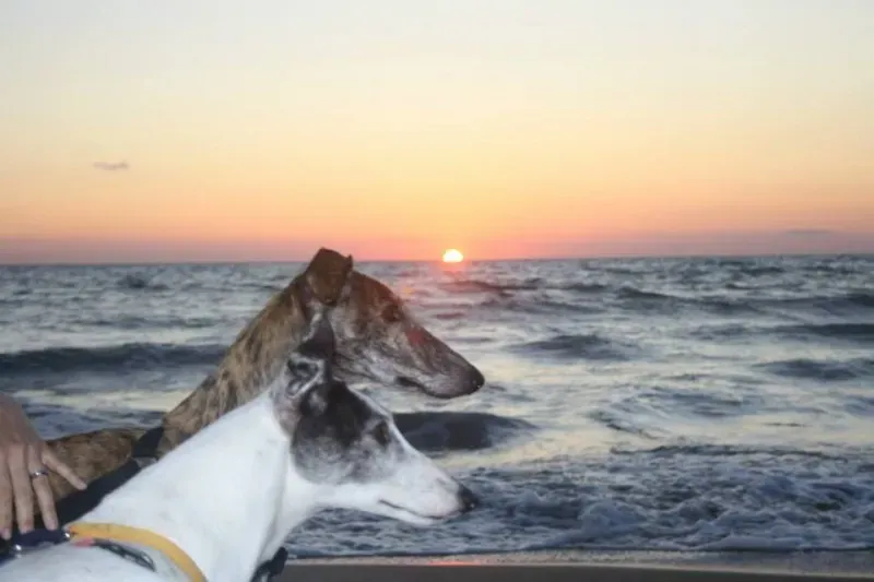 1919629 10204700683783242 3461415003527254443 n