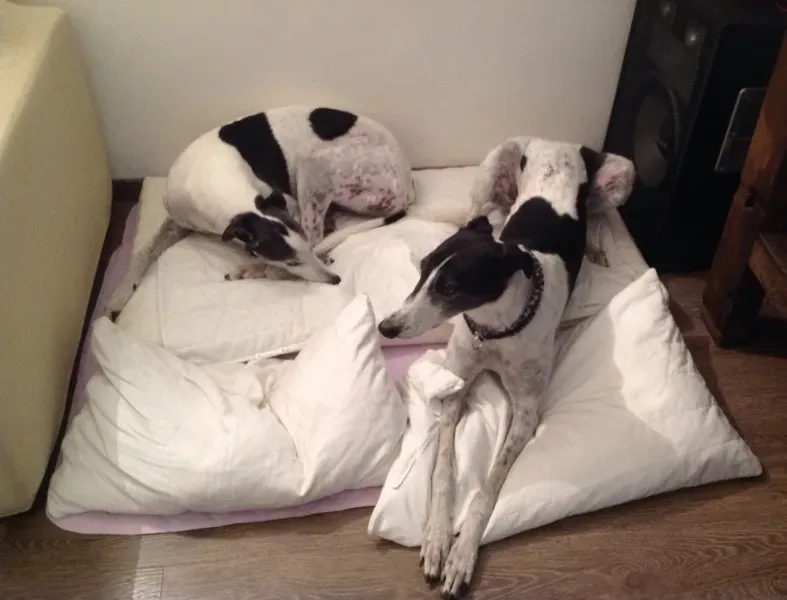 1921133 10203153398788665 4030121450497115352 o