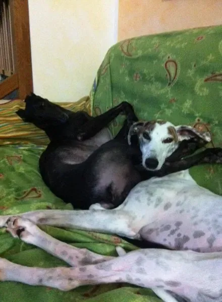 1923513 10205767206561376 5613730150443516661 n