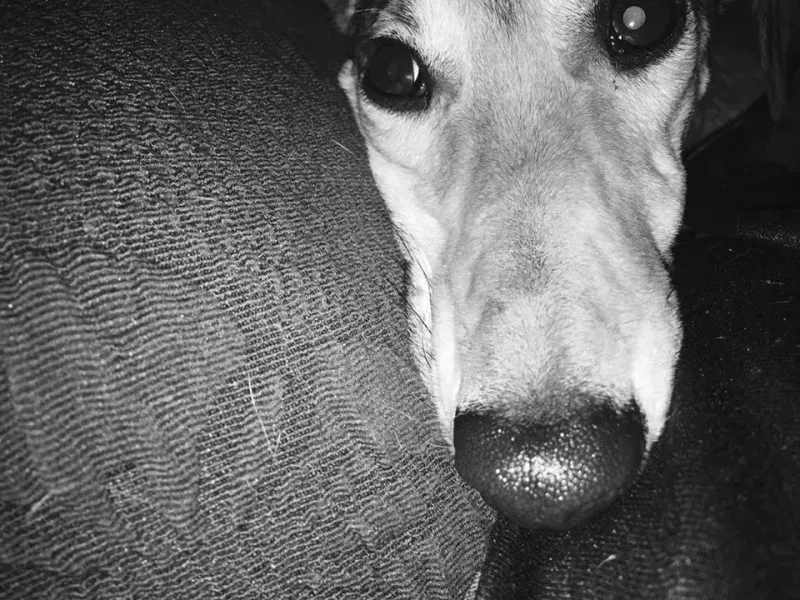 1924104 10209180444292251 4147850460147844935 n