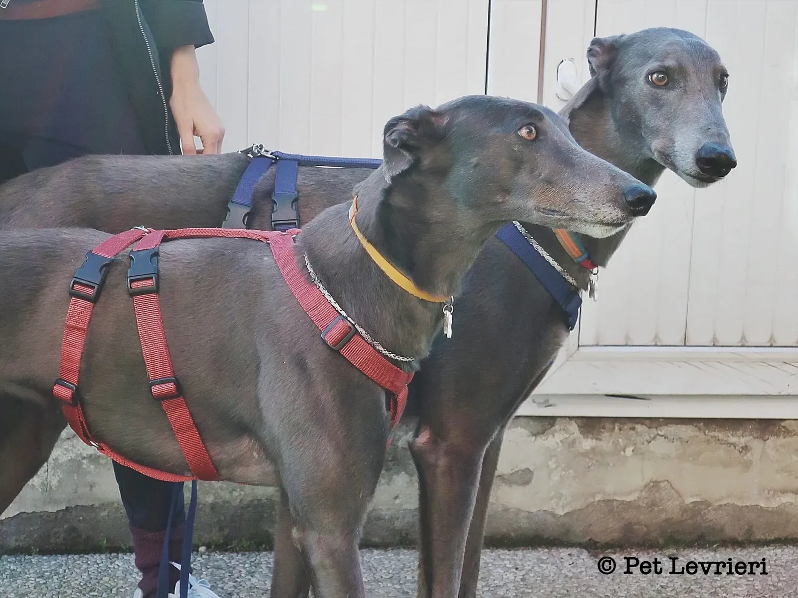 1926F5CD D46B 463A A5AA 509E57A81232