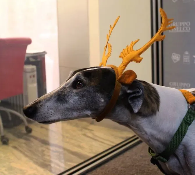 1931016 934030283347494 6050190242824305230 n