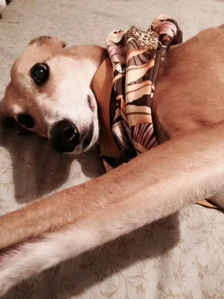 1934409 575319549305761 2307748404217646386 n