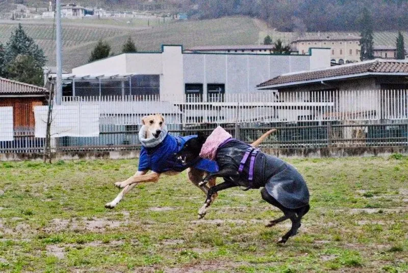 1936965 10207845046543009 7995496488401387050 n