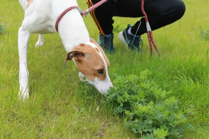 19402525 1349085365175388 1254590529 o