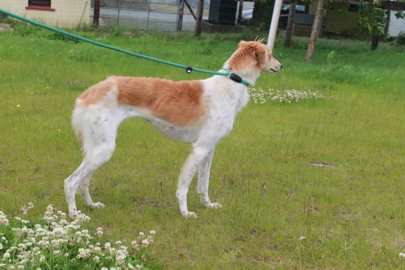 19451536 1349022191848372 466406187 o