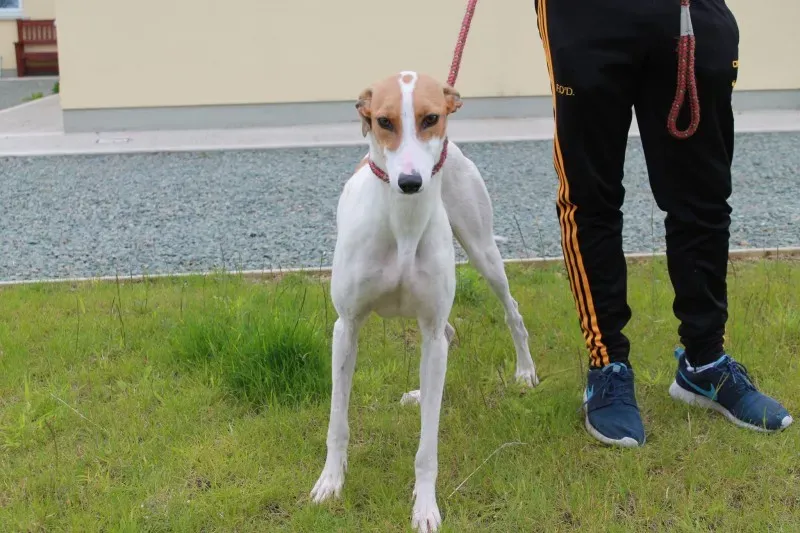 19457536 1349086651841926 579744236 o