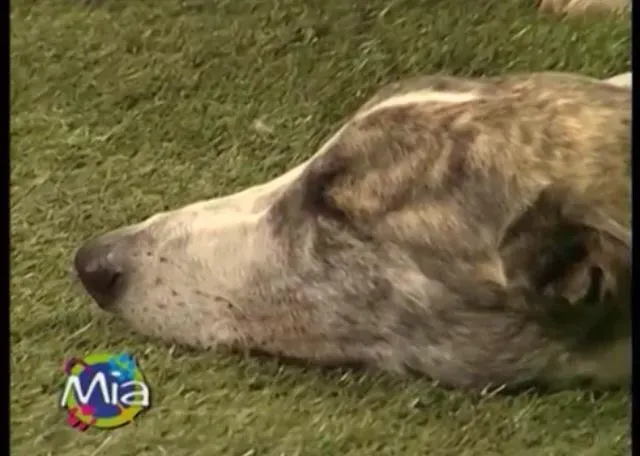 1948258 10202437666795381 6265297539493684859 n