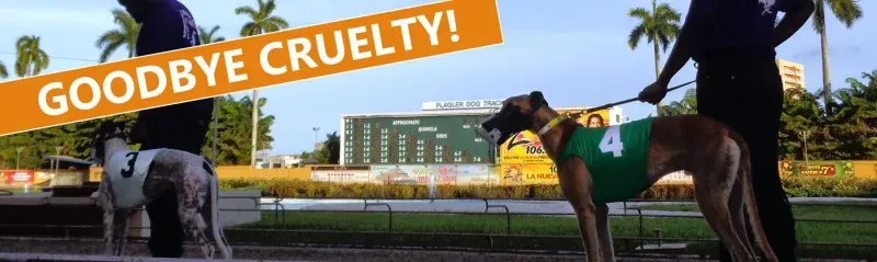 19511062 356133334804597 7703715396874325790 n