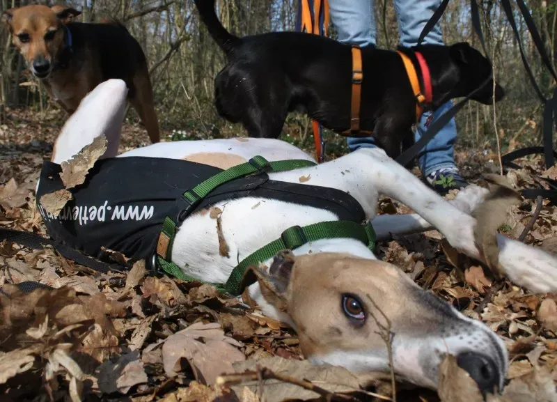 1957718 646144238780085 1091817558 o