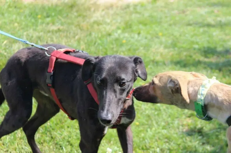 1957998 640701356013723 6734686894670942975 n