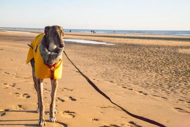 19581 737552703009192 3761845500104301099 n