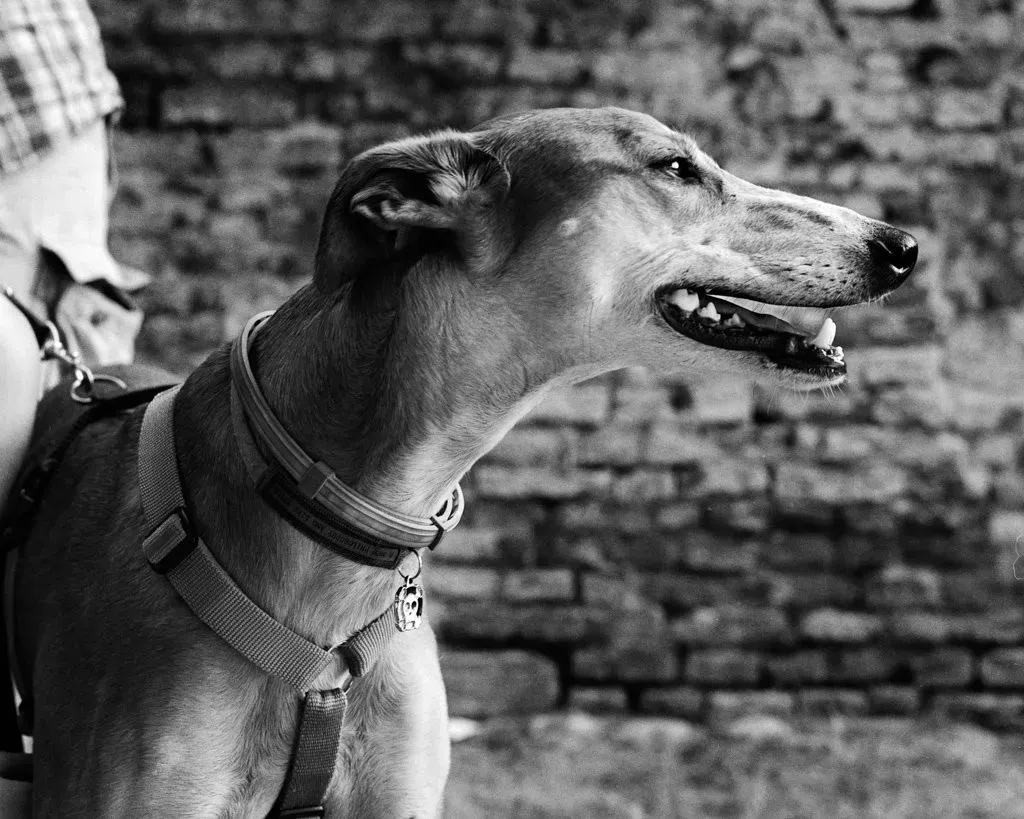 19620531 1418646221552562 1721229145960193125 o