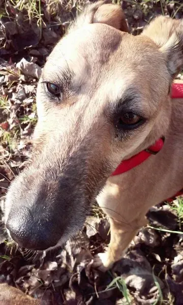 1969356 1028559153828035 838141387885031081 n