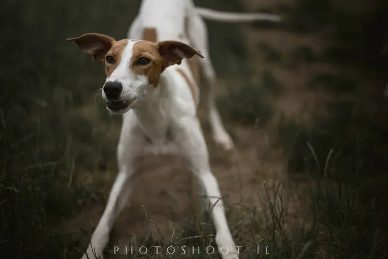 19702906 1412490605506305 3307436323303467762 o