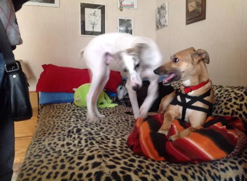 1972456 10202373038100032 1530430824 n