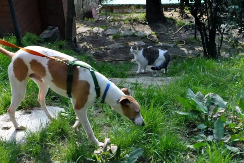 1978808 646146915446484 1558607658 n