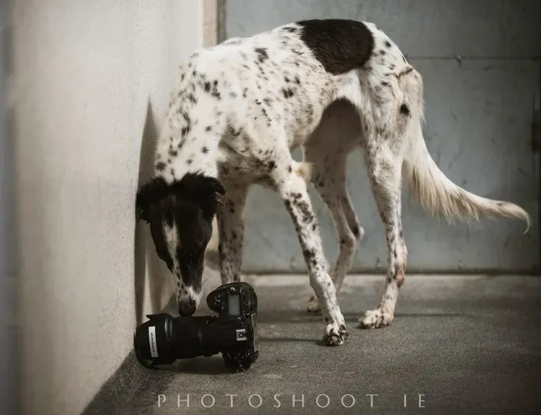 19800799 1412490625506303 7253450761998115855 o