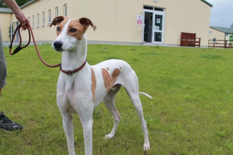 19807786 1363713360379255 1587635168 o