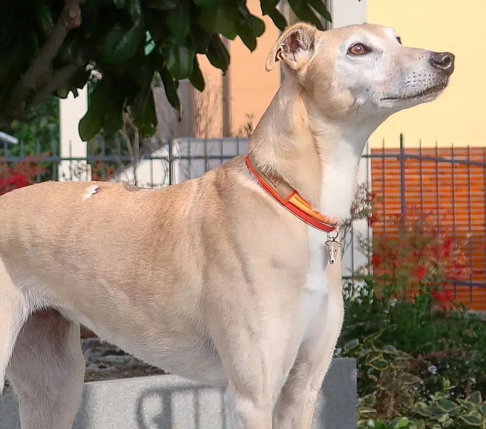 199355279 10219487755686529 4605960039384544748 n