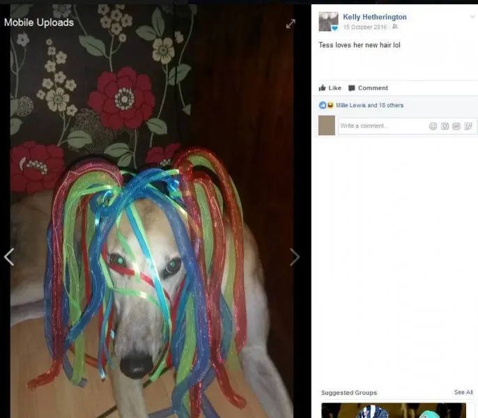 19959302 1386369991471132 7885184944917254865 n