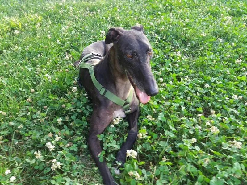 19959429 10213356479336733 1684684006524747836 n