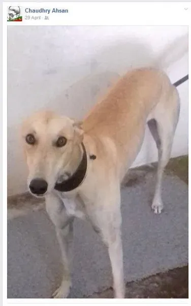 19961099 1386369838137814 8478427510456479368 n