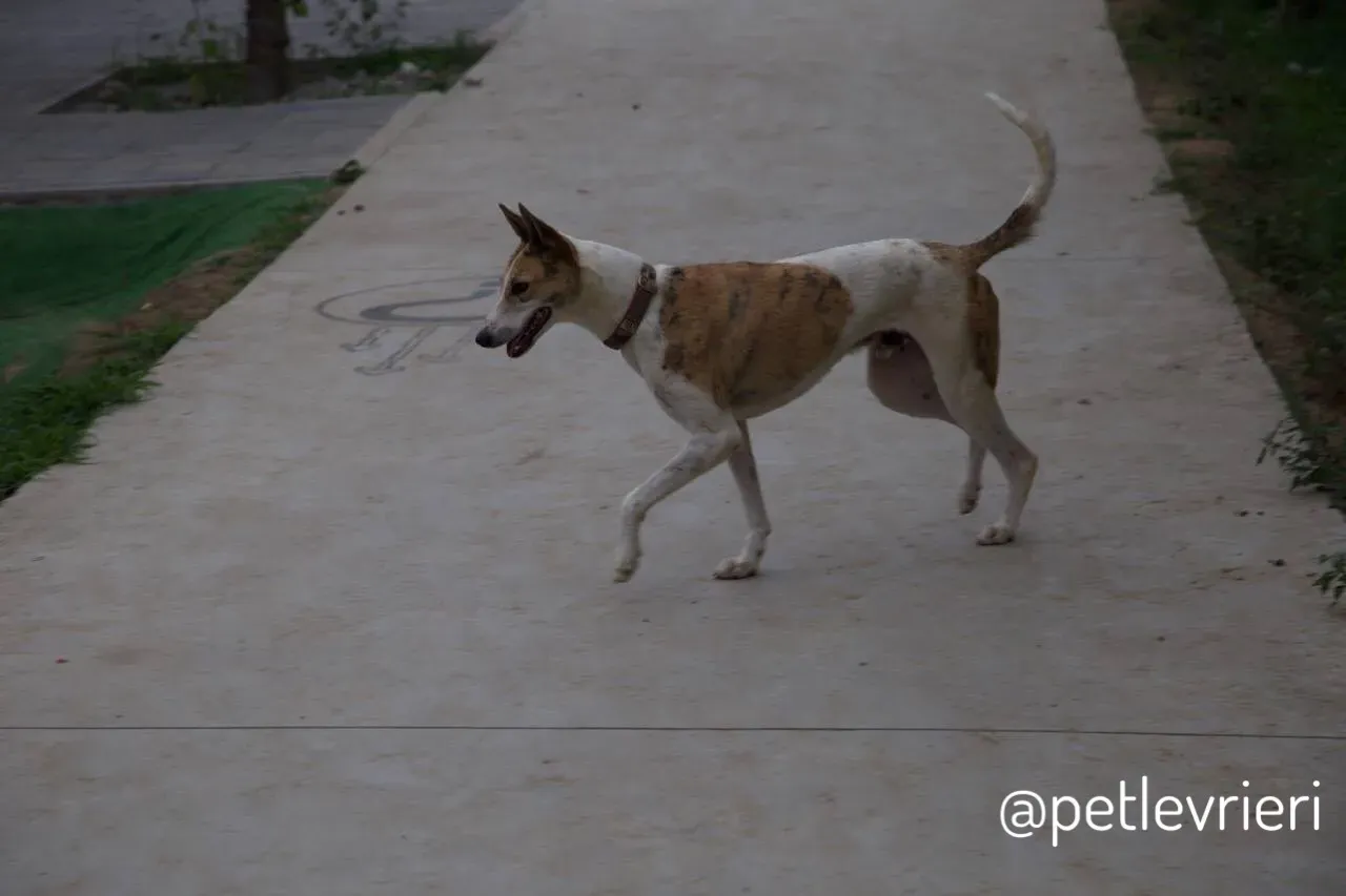 19 Sam whippet petlevrieri petlevrierionlus salvatomercatodellacarne cina maco.JPG