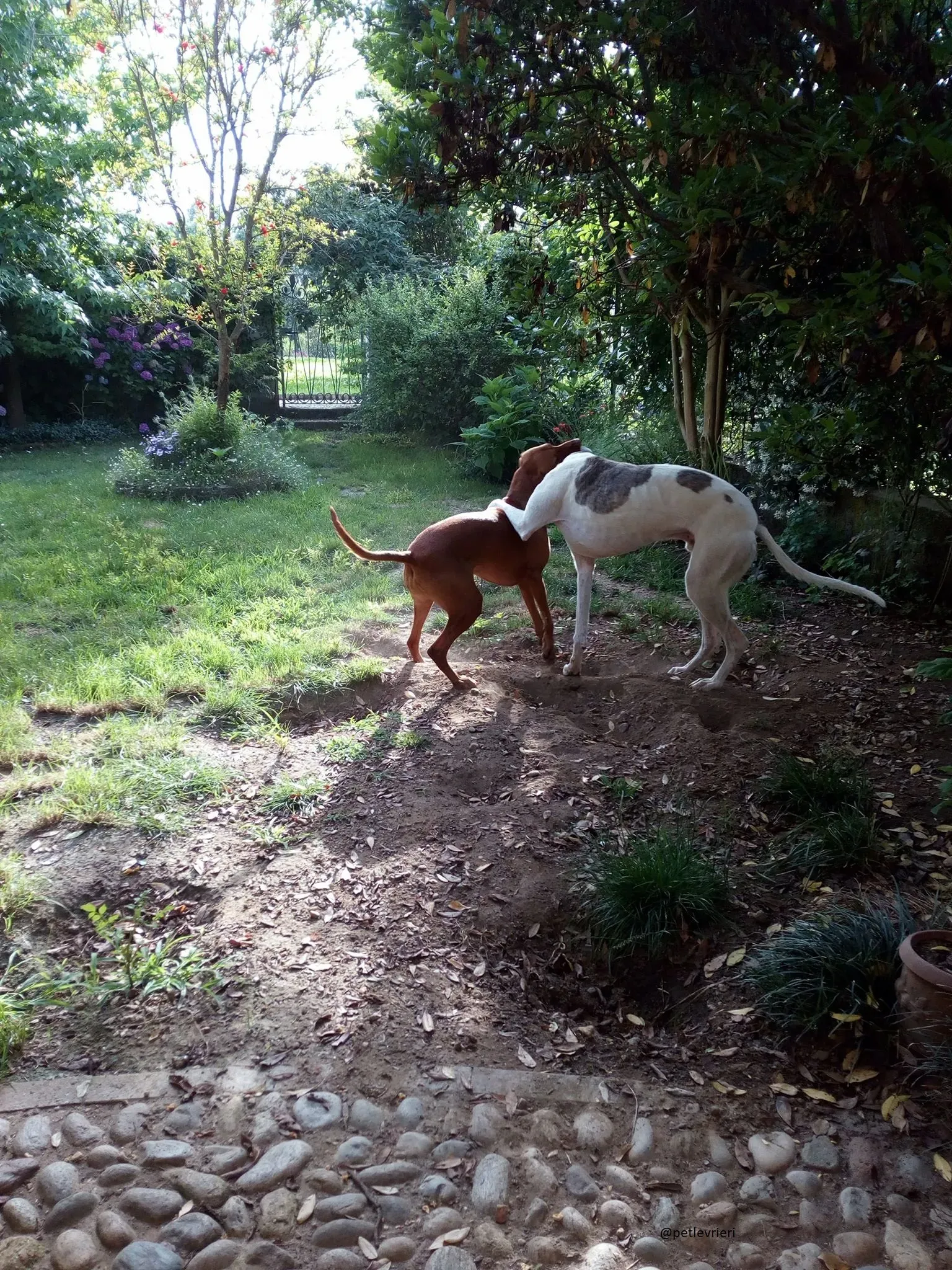 19 Spark Greyhound rescue petlevrieri petlevrierionlus foster progettofoster