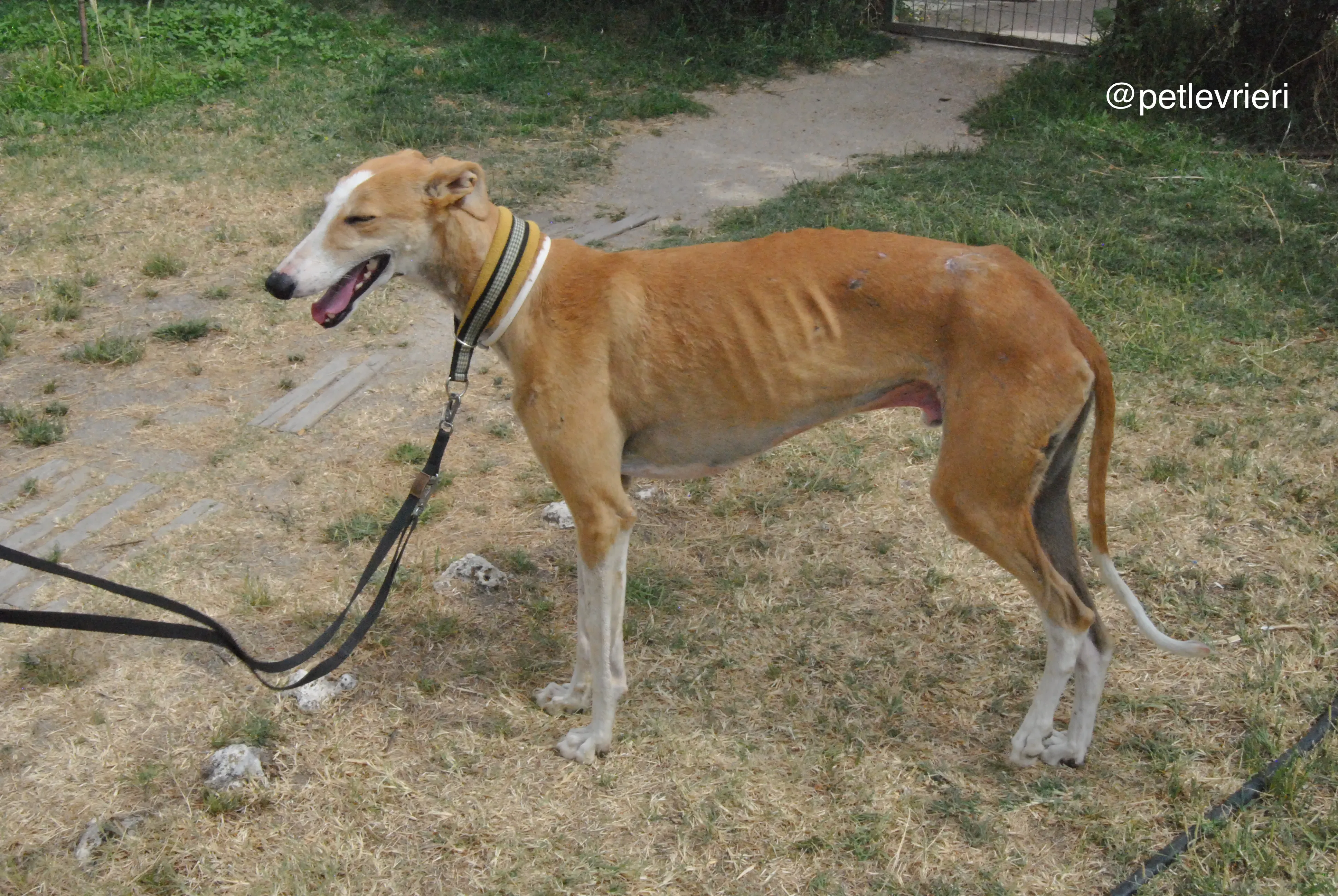 19 bisky adozione levrieri galgo