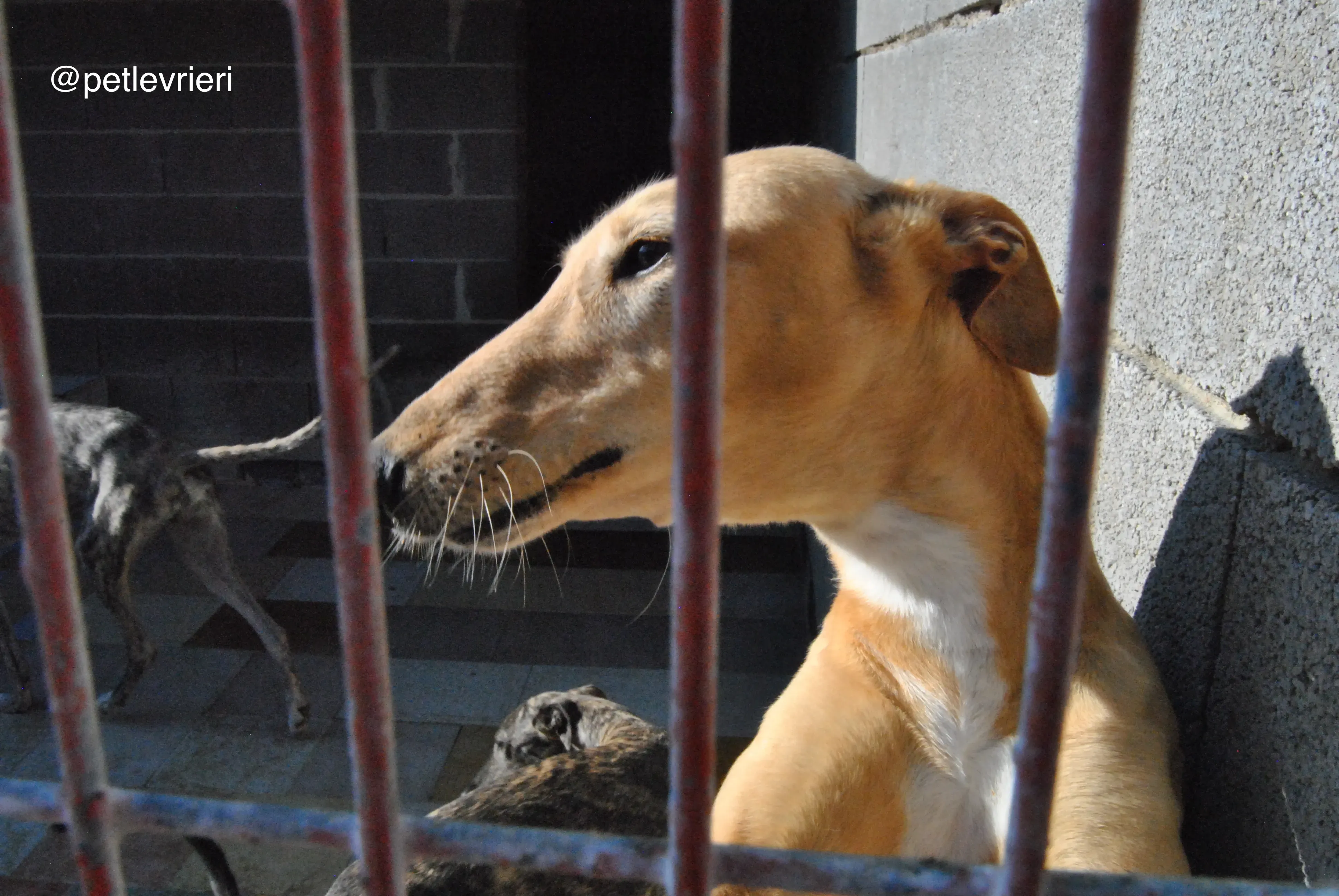 19 colorada adozione galgo quarantena