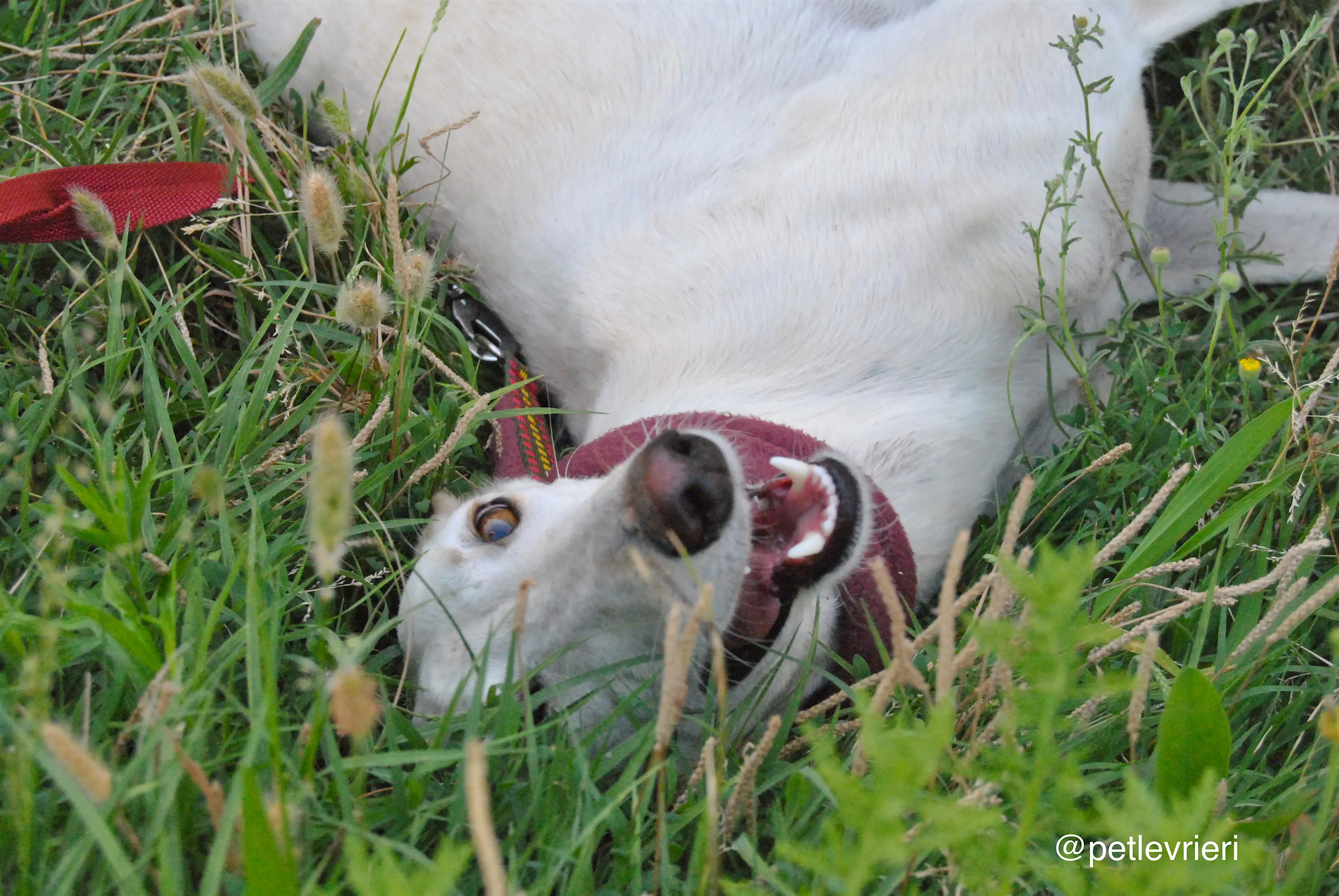 19 laila adozione levrieri galgo