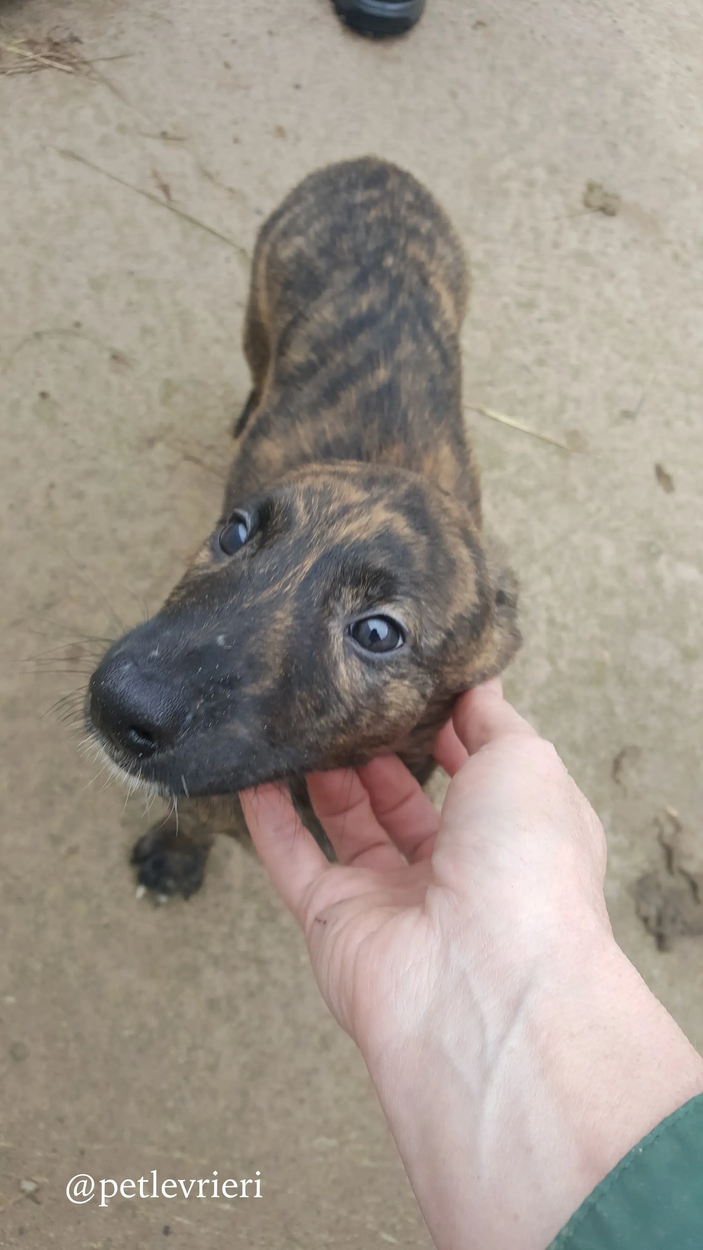 19 puppy adozione greyhound