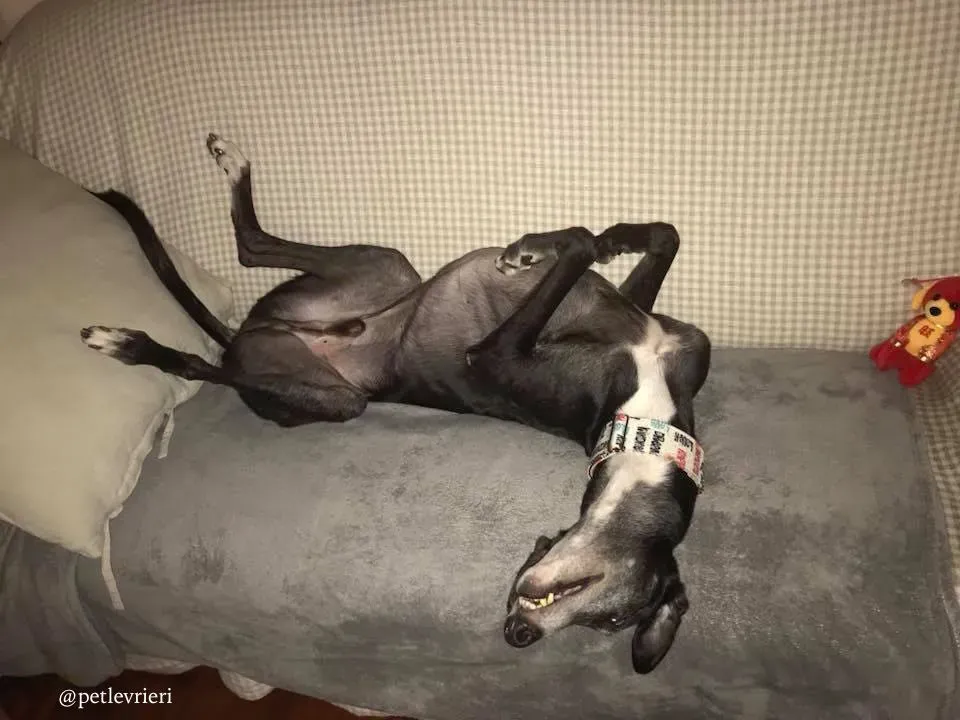 19 sparky adozione greyhound macao