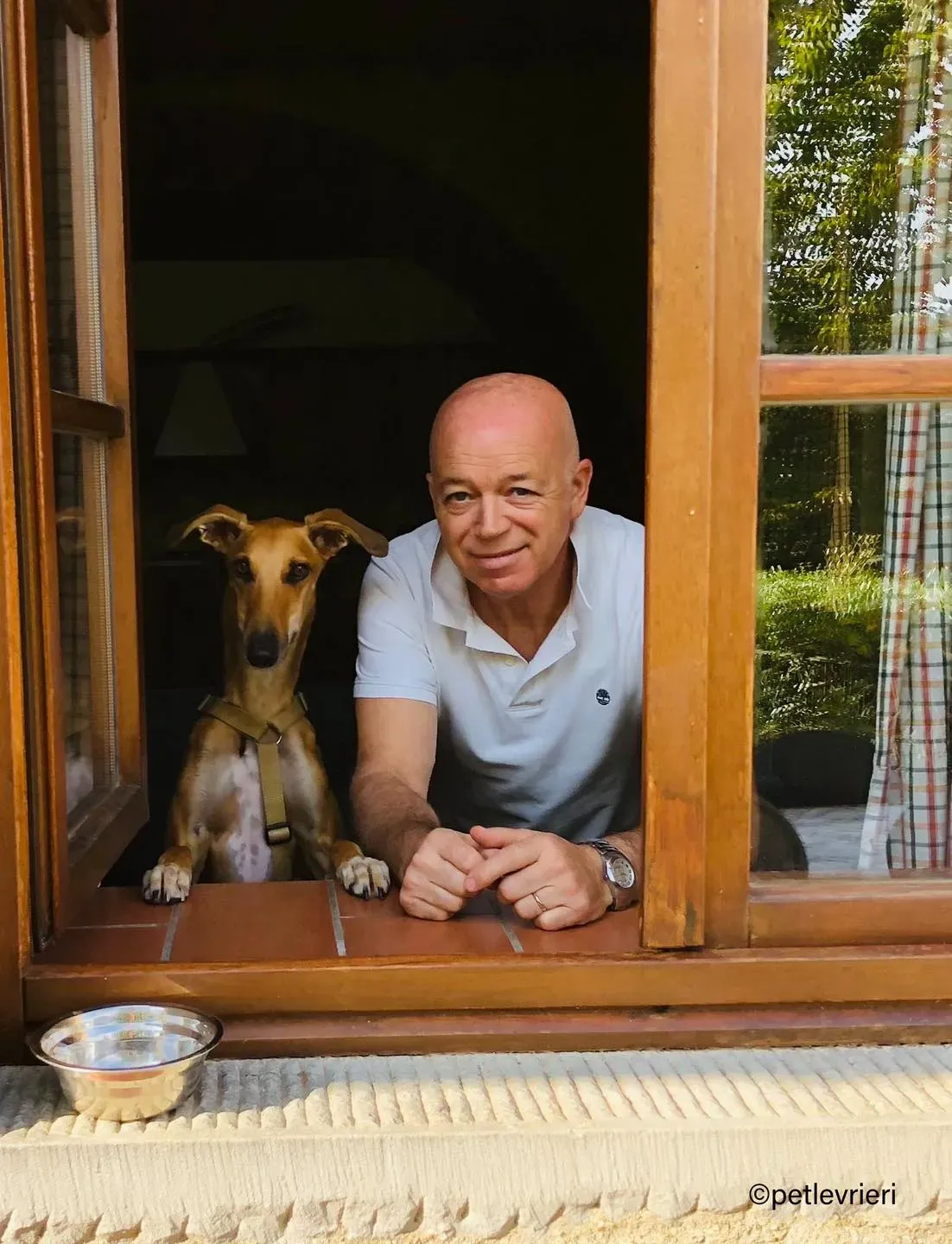 1Stevie lurcher pet levrieri felici casa