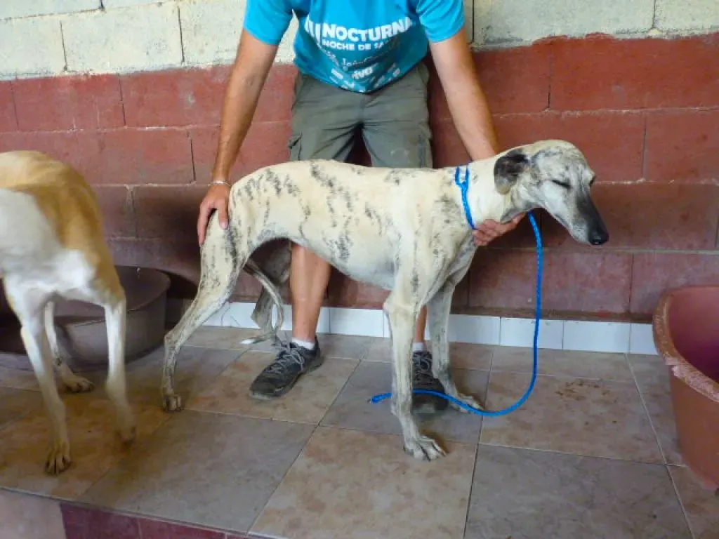 1 8526 adozione levrieri galgo