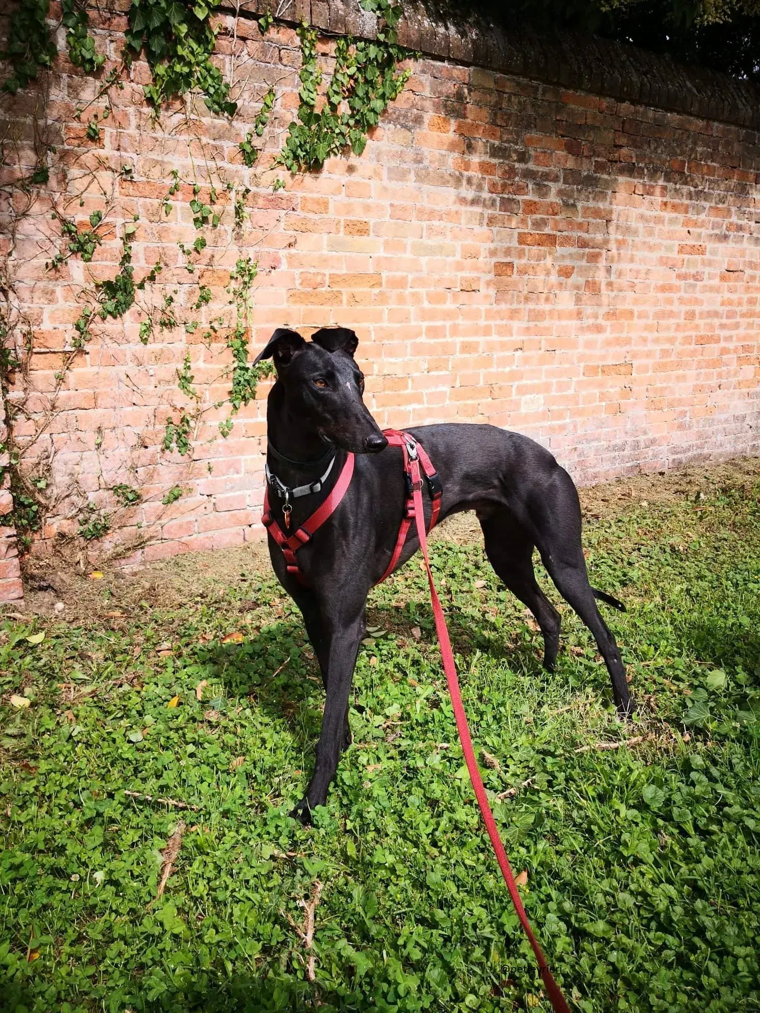 1 Doodle Greyhound rescue petlevrieri petlevrierionlus foster progettofoster