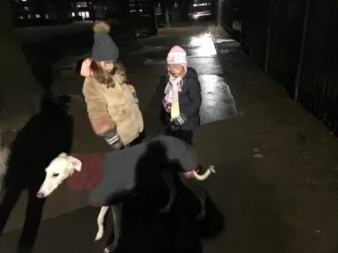 1 Emanuel Galgo Petlevrieri Petlevrierionlus feliciacasa