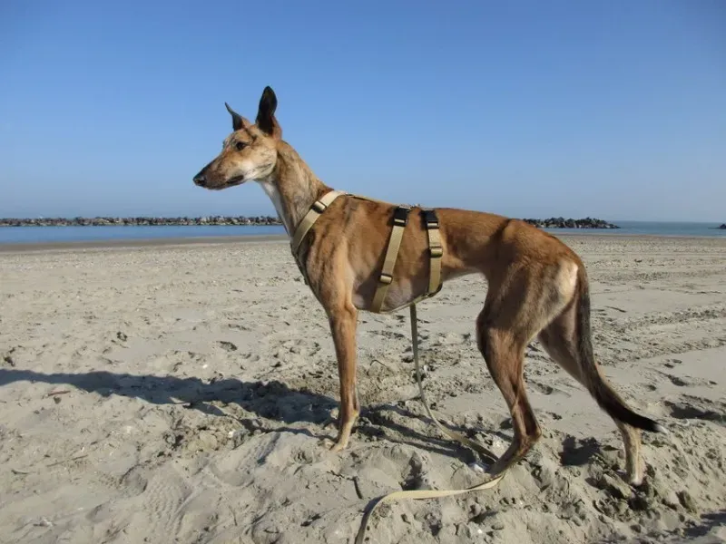 1 Nori feliciacasa petlevrierionlus petlevrieri 