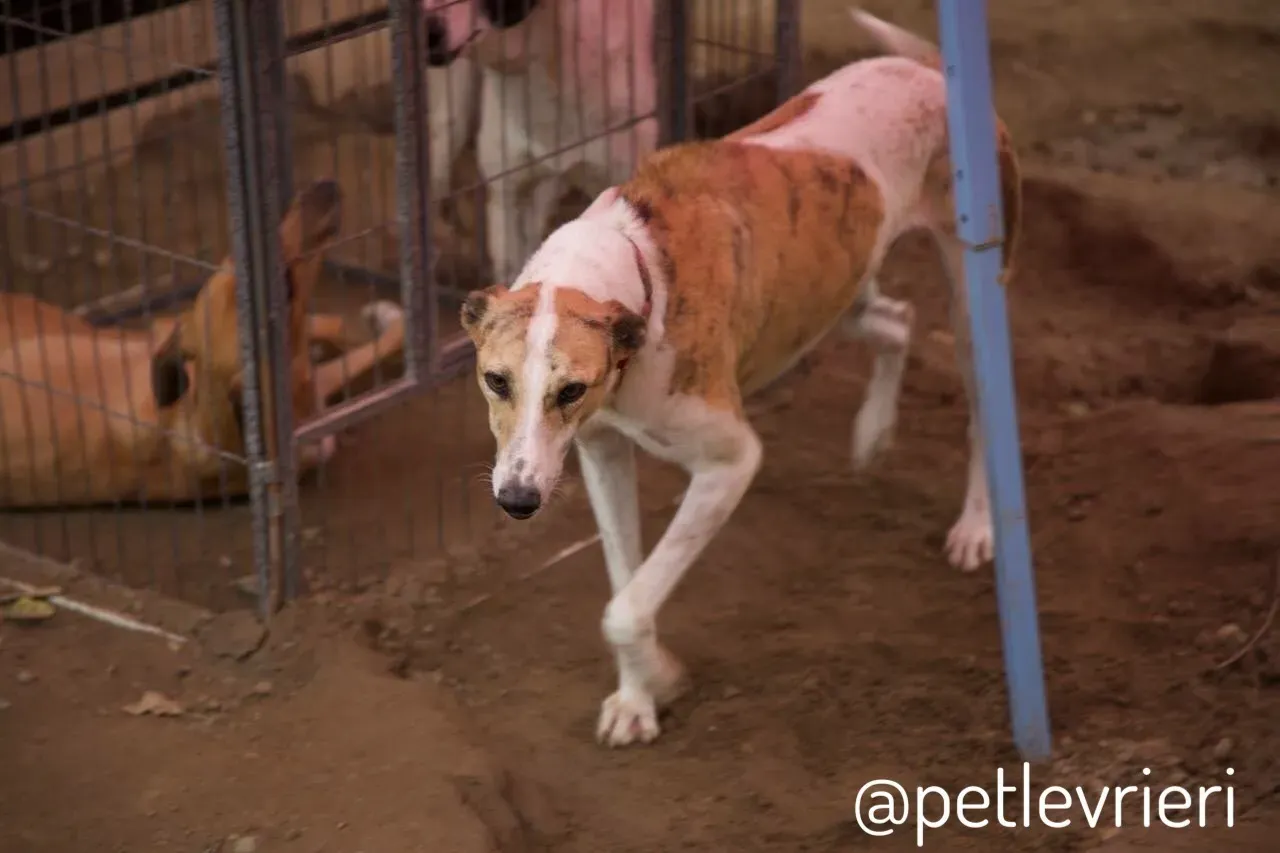 1 Sam whippet petlevrieri petlevrierionlus salvatomercatodellacarne cina maco