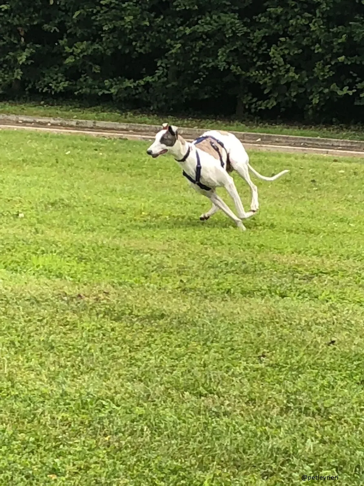 1 Spark Greyhound rescue petlevrieri petlevrierionlus foster progettofoster